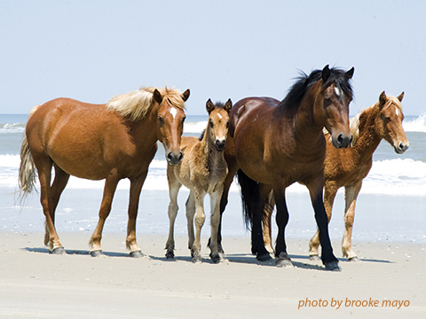 The Iconic Wild Horses of Corolla, NC